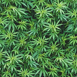 Green - Cannabis